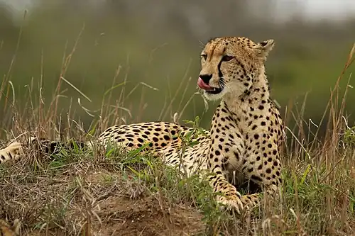 Image 8 Female cheetah Photograph: Charles J. Sharp A female cheetah (Acinonyx jubatus) on the Phinda Private Game Reserve, KwaZulu-Natal, South Africa. Cheetahs accelerate from 0 to 60 miles per hour (0 to 97 km/h) in less than 3 seconds and average 40 mph (64 km/h) during a chase. The species is classified as vulnerable, with only 7,000 left in the wild. More selected pictures