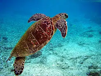 Photo of turtle swimming towards surface with diver in background