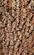 Bark on trunk