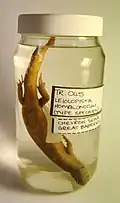The holotype of the chevron skink in the Whanganui Regional Museum, from the Henry Suter collection