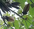 Pods