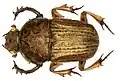 Chironitis indicus