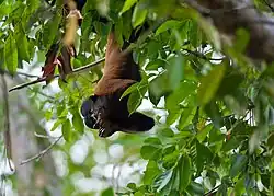 Brown monkey