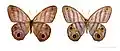 Chloreuptychia herseis - MHNT