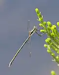 Male