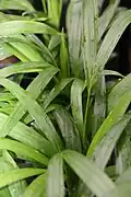 Young plants initially only have two leaves per stem.