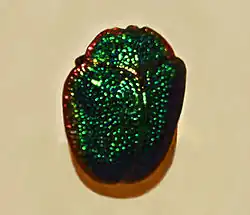 Polychalca punctatissima from Brazil. Mounted specimen