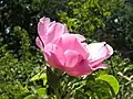 'Cicely O'Rorke' 1926, released 1937. Big, lightly scented flowers on a tall climber.