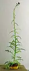 As a pot plant