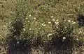 Cistus salviifolius