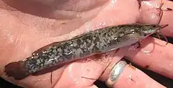 A living fish specimen held in a person's hand