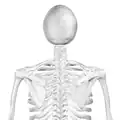 Posterior view. Clavicular facet shown in red (click the image to enlarge).