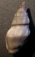 abapertural view