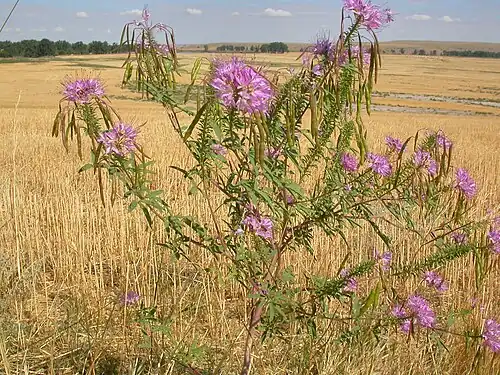 Habitat