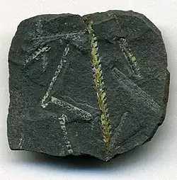 Climacograptus wilsoni graptolite fossils on black shale (26 x 25 millimetres) of middle Ordovician age (Soudleyan Stage, ~mid-Caradocian) from the main cliff at Dob's Linn (about 36.1-43.1 metres below the Ordovician-Silurian boundary GSSP