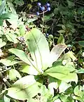 Fruiting plant with ripe fruit (Kiso Mountains, Japan, 23 September)