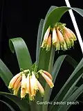 Clivia gardenii