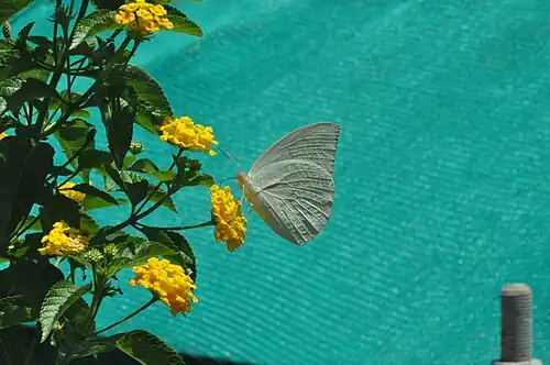 Ventral view