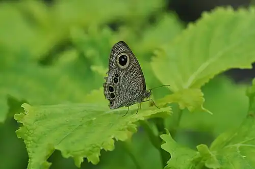 Ventral view