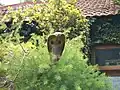 Indian cobra outside a home in Yelandur, Karnataka, South India
