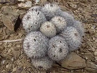 Plants growing in habitat in Mexico