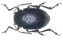 Colaspidema barbarum