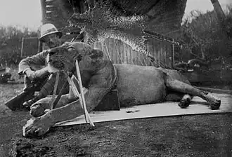 A man-eating Tsavo lion killed by Patterson