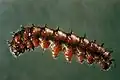 Larva