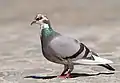Specimen of a pied-feathered feral pigeon