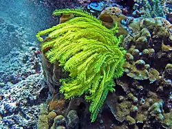 Comaster nobilis