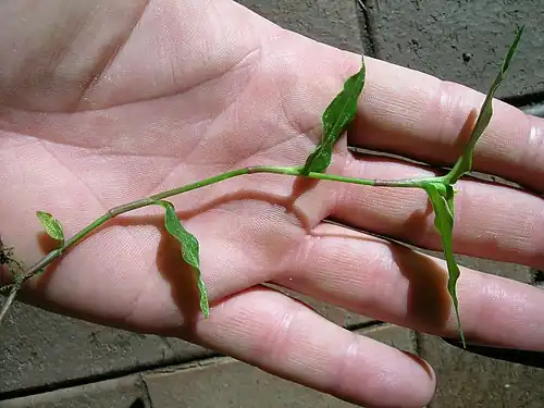 Stem