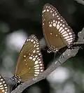 Euploea core