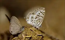 Common lineblue
