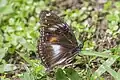 female H. p. naresii Fiji