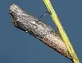 Chrysalis