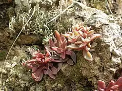 The basal rosettes
