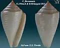 Conasprella fluviamaris E.J.Petuch & D.M.Sargent 2011
