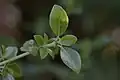 Leaves