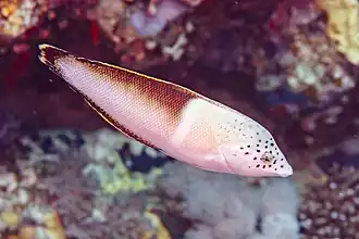 Female