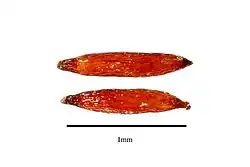 Photo of seeds