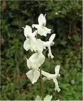 Front-lit inflorescence of white-flowered form.