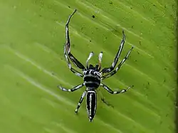 Male from above