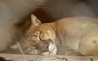 Puma