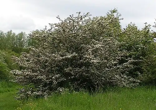 In bloom