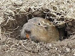 Brown gopher head