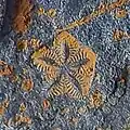 Isocrinus fossil, Shamshak Formation, Alborz province, Iran