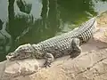 Nile crocodile near one of the three basins.