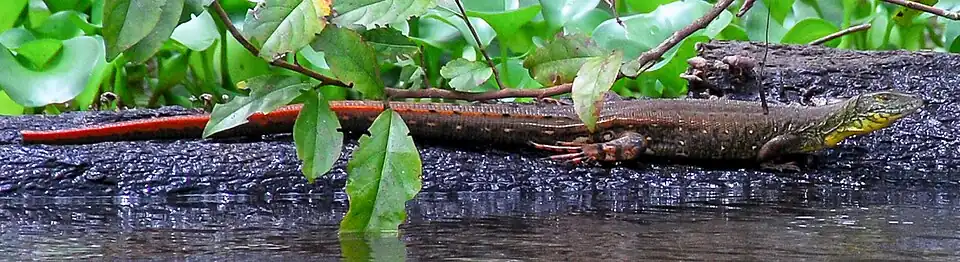 Amazonas, Brazil