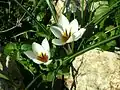 Crocus hyemalis