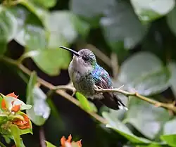 Female crowned woodnymph